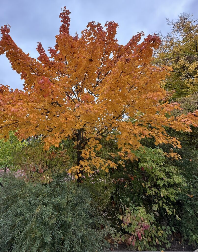 Ein wunderschöner rot-gelb-oranger Herbstbaum